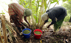 Mushroom Cultivation and Marketing